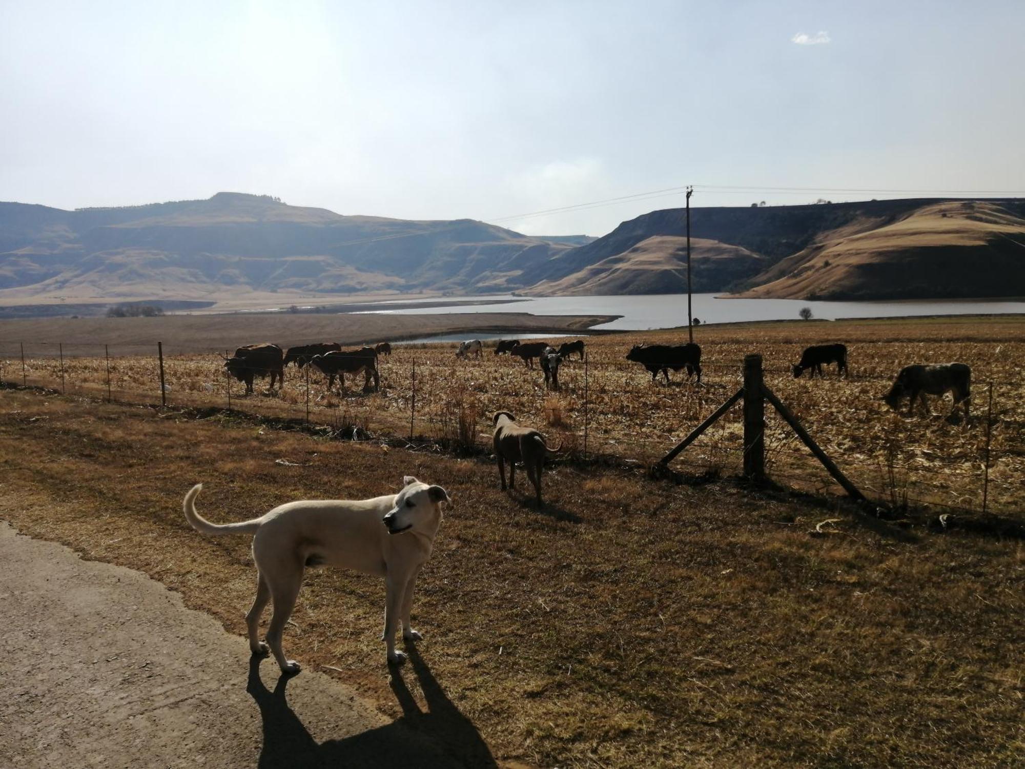 Bell Park Self Catering Bed & Breakfast Champagne Valley Dış mekan fotoğraf